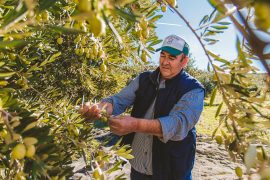 olive oil experience
