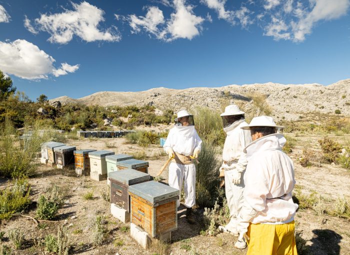 beekeeper for a day