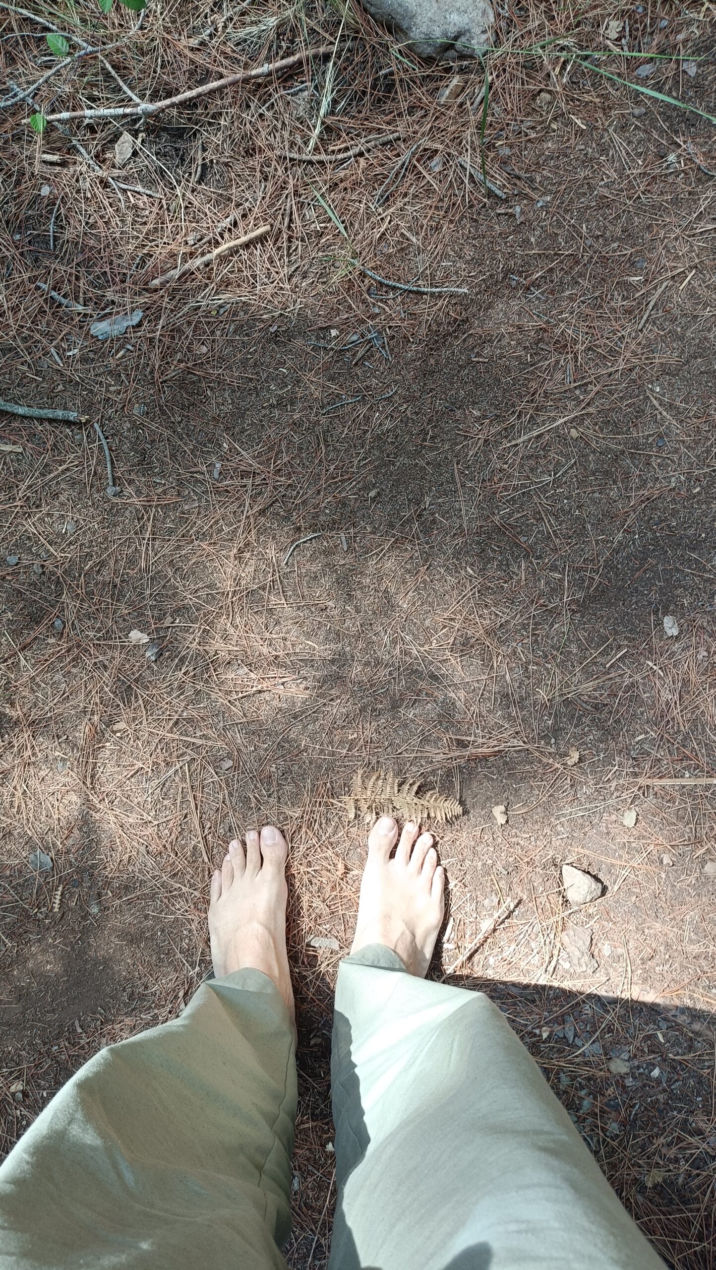 Baño de bosque - Imagen 19